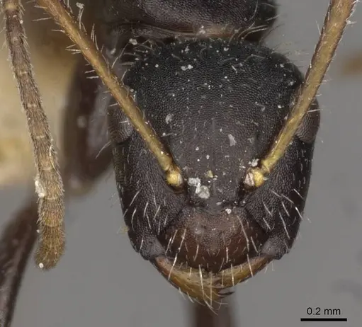 Camponotus caracalla specimen CASENT0910725 image casent0910725_2