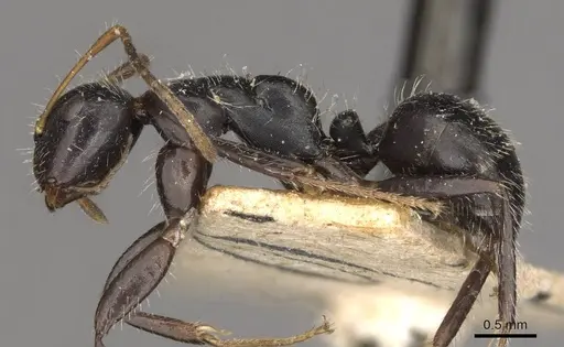 Camponotus caracalla specimen CASENT0910725 image casent0910725_3