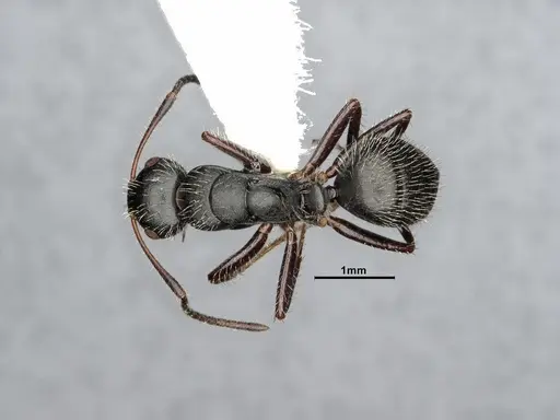 Camponotus caracalla specimen UFV-LABECOL-003959 image ufv-labecol-003959_1
