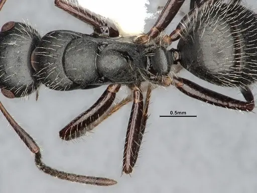 Camponotus caracalla specimen UFV-LABECOL-003959 image ufv-labecol-003959_2