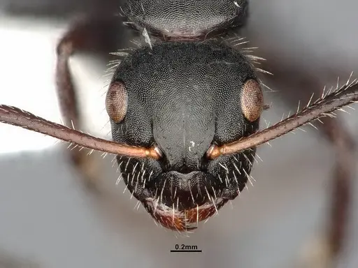 Camponotus caracalla specimen UFV-LABECOL-003959 image ufv-labecol-003959_3