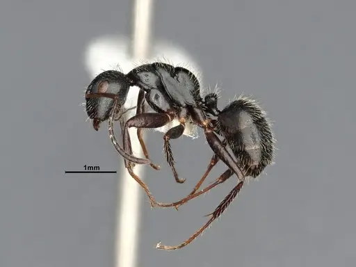 Camponotus caracalla specimen UFV-LABECOL-003959 image ufv-labecol-003959_4