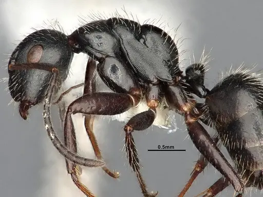 Camponotus caracalla specimen UFV-LABECOL-003959 image ufv-labecol-003959_5