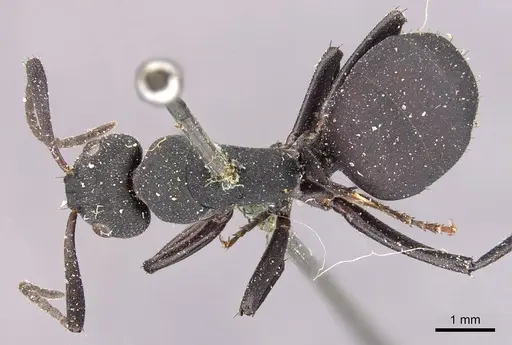 Camponotus carbo specimen CASENT0905432 image casent0905432_1