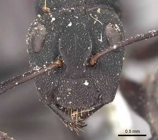 Camponotus carbo specimen CASENT0905432 image casent0905432_2