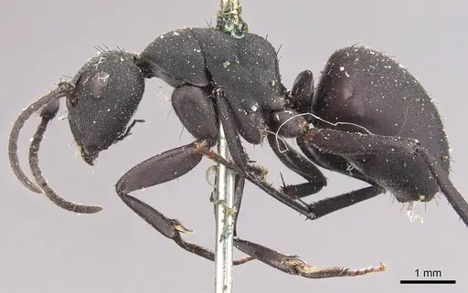 Camponotus carbo specimen CASENT0905432 image casent0905432_3