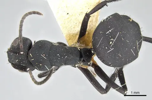 Camponotus carbo specimen CASENT0906869 image casent0906869_1