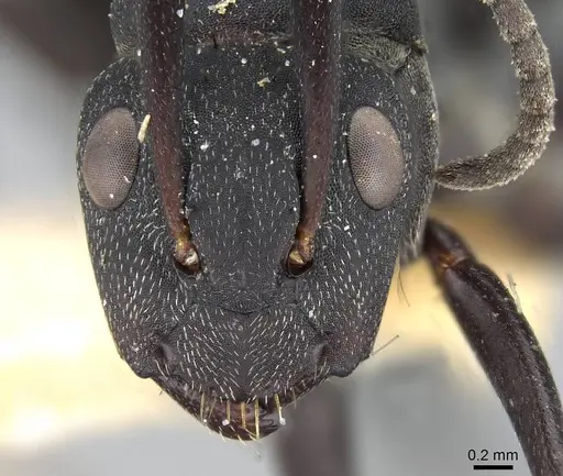 Camponotus carbo specimen CASENT0906869 image casent0906869_2