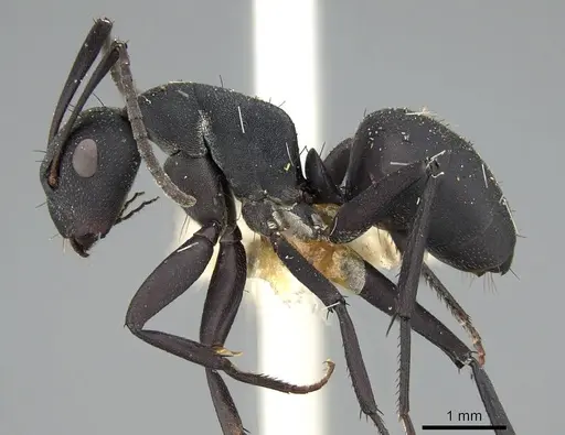 Camponotus carbo specimen CASENT0906869 image casent0906869_3