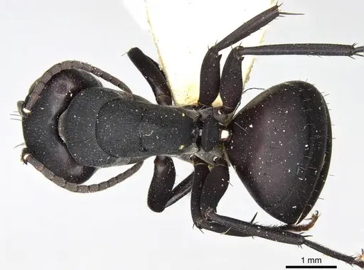 Camponotus carbo specimen CASENT0906870 image casent0906870_1