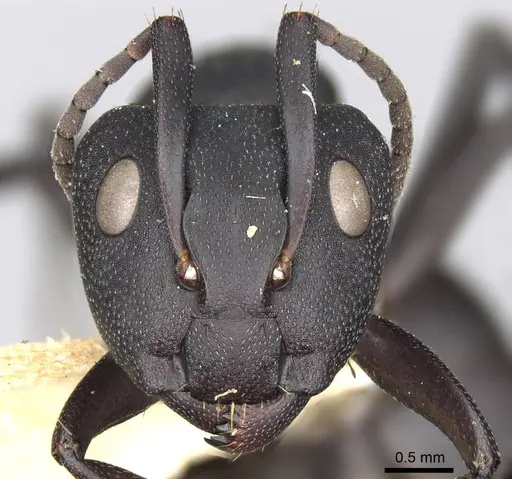 Camponotus carbo specimen CASENT0906870 image casent0906870_2