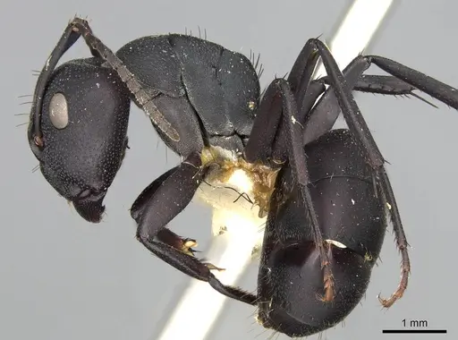 Camponotus carbo specimen CASENT0906870 image casent0906870_3