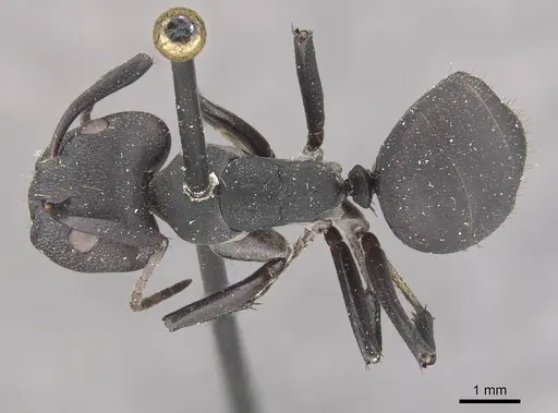 Camponotus carbo specimen CASENT0910466 image casent0910466_1