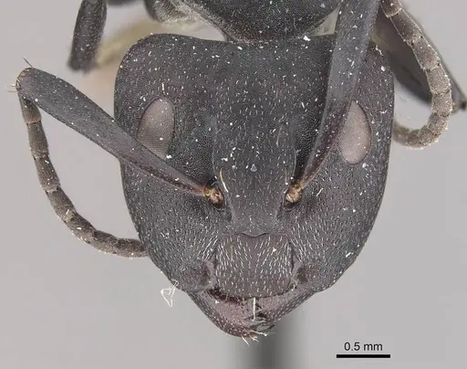 Camponotus carbo specimen CASENT0910466 image casent0910466_2