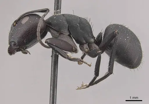 Camponotus carbo specimen CASENT0910466 image casent0910466_3