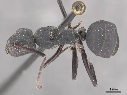 Camponotus carbo specimen CASENT0910467 image casent0910467_1