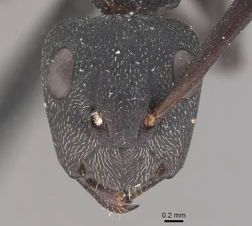 Camponotus carbo specimen CASENT0910467 image casent0910467_2