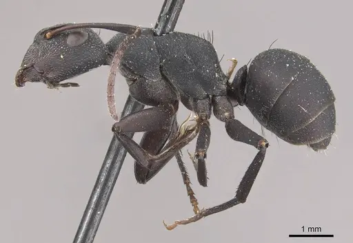 Camponotus carbo specimen CASENT0910467 image casent0910467_3