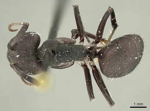 Camponotus carbo specimen CASENT0915682 image casent0915682_1