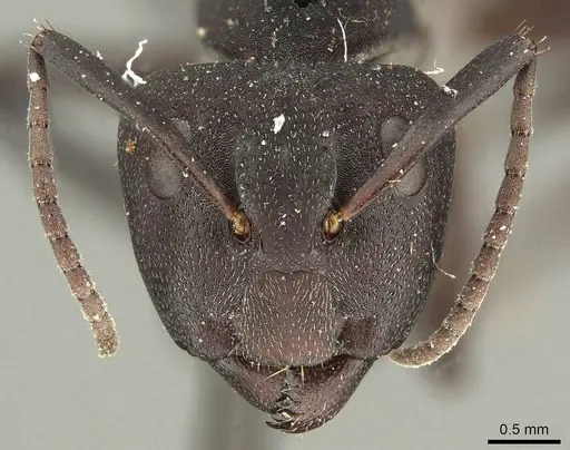 Camponotus carbo specimen CASENT0915682 image casent0915682_2