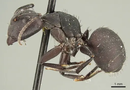 Camponotus carbo specimen CASENT0915682 image casent0915682_3