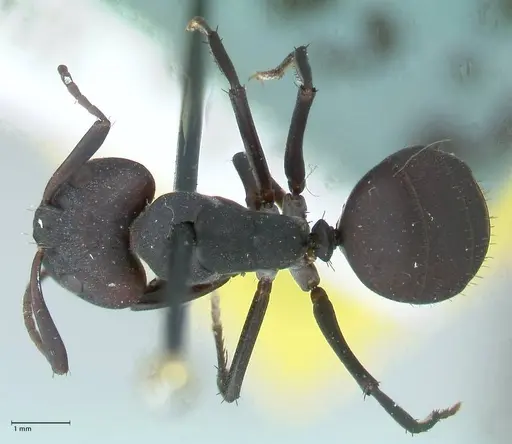 Camponotus carbo specimen FOCOL1778 image focol1778_1