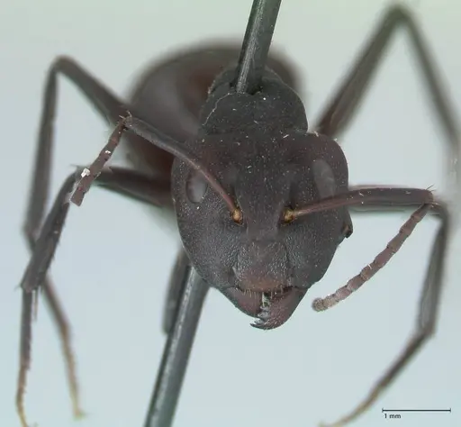 Camponotus carbo specimen FOCOL1778 image focol1778_2