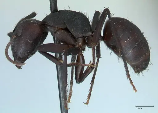 Camponotus carbo specimen FOCOL1778 image focol1778_3