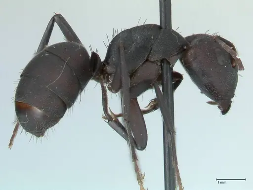 Camponotus carbo specimen FOCOL1778 image focol1778_4