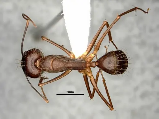 Camponotus carin specimen CASENT0884057 image casent0884057_1
