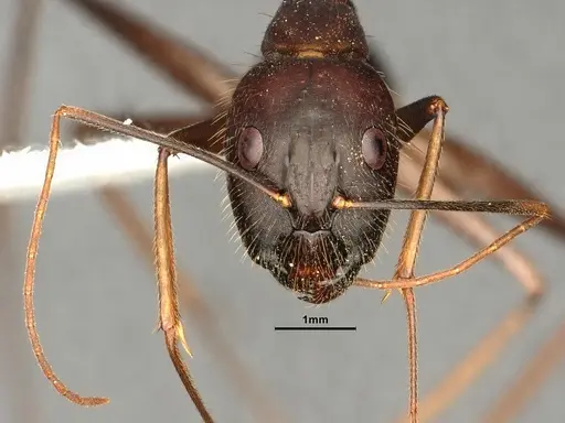 Camponotus carin specimen CASENT0884057 image casent0884057_2