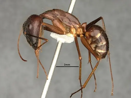 Camponotus carin specimen CASENT0884057 image casent0884057_3