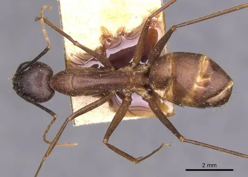 Camponotus carin specimen CASENT0905251 image casent0905251_1