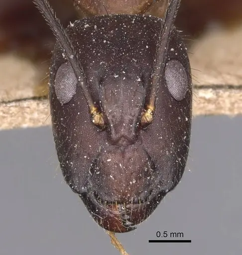 Camponotus carin specimen CASENT0905251 image casent0905251_2