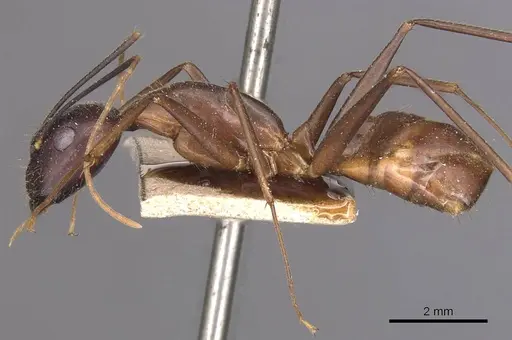 Camponotus carin specimen CASENT0905251 image casent0905251_3