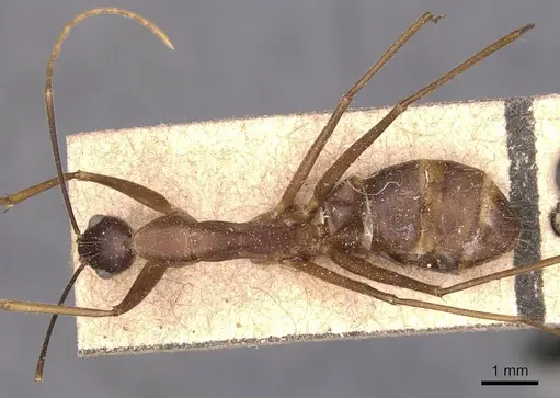Camponotus carin specimen CASENT0905252 image casent0905252_1