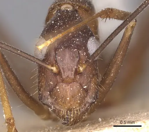 Camponotus carin specimen CASENT0905252 image casent0905252_2