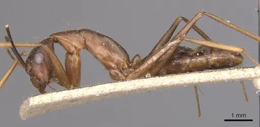 Camponotus carin specimen CASENT0905252 image casent0905252_3