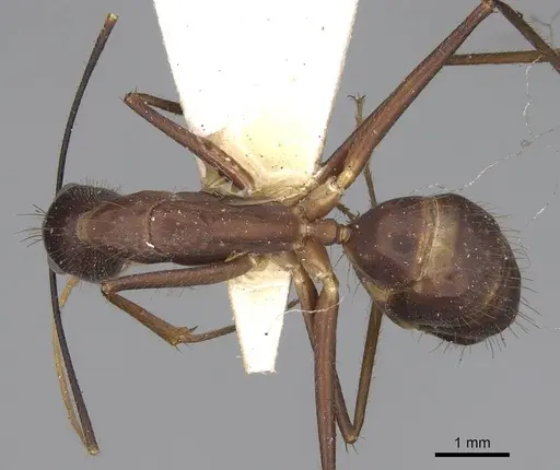 Camponotus carin specimen CASENT0906950 image casent0906950_1