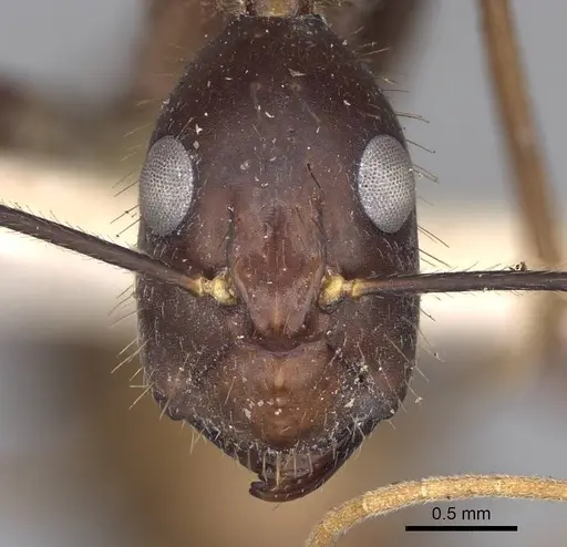 Camponotus carin specimen CASENT0906950 image casent0906950_2