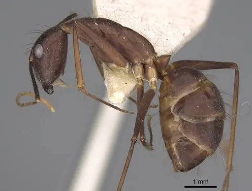 Camponotus carin specimen CASENT0906950 image casent0906950_3
