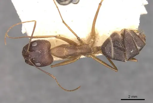 Camponotus carin specimen CASENT0910086 image casent0910086_1