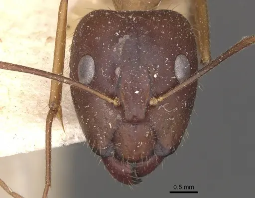 Camponotus carin specimen CASENT0910086 image casent0910086_2
