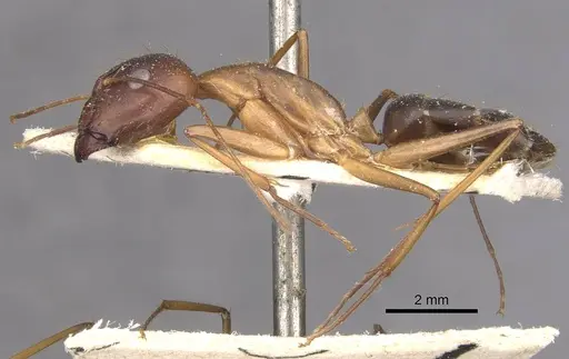 Camponotus carin specimen CASENT0910086 image casent0910086_3