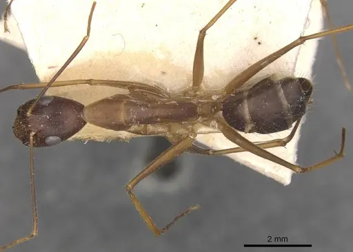 Camponotus carin specimen CASENT0910087 image casent0910087_1