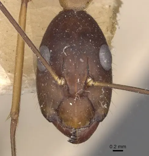 Camponotus carin specimen CASENT0910087 image casent0910087_2