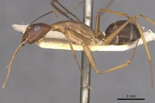 Camponotus carin specimen CASENT0910087 image casent0910087_3