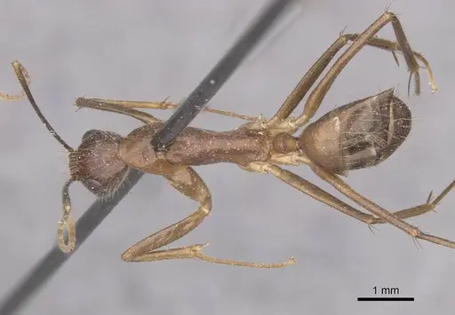 Camponotus carin specimen CASENT0910088 image casent0910088_1