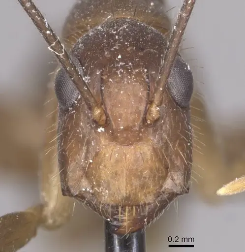 Camponotus carin specimen CASENT0910088 image casent0910088_2