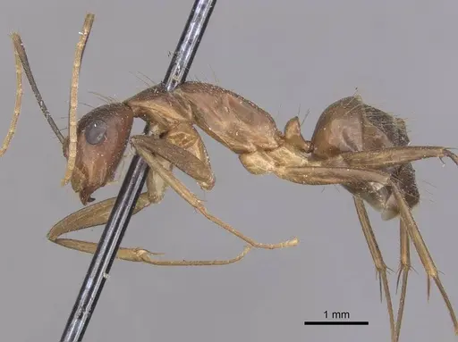 Camponotus carin specimen CASENT0910088 image casent0910088_3
